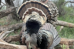texas-turkey-hunting