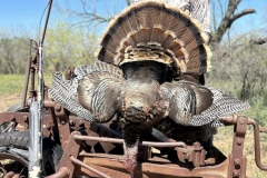 texas-turkey-hunts