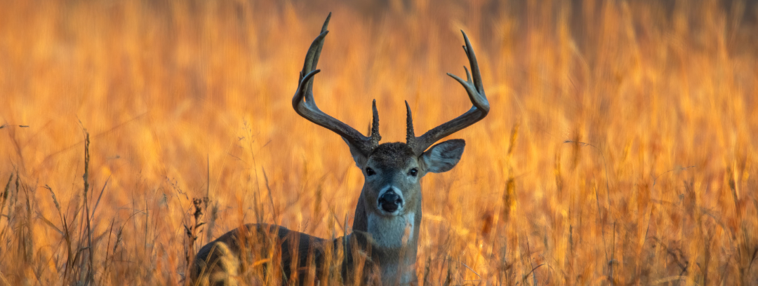 Texas White Tail Hunting