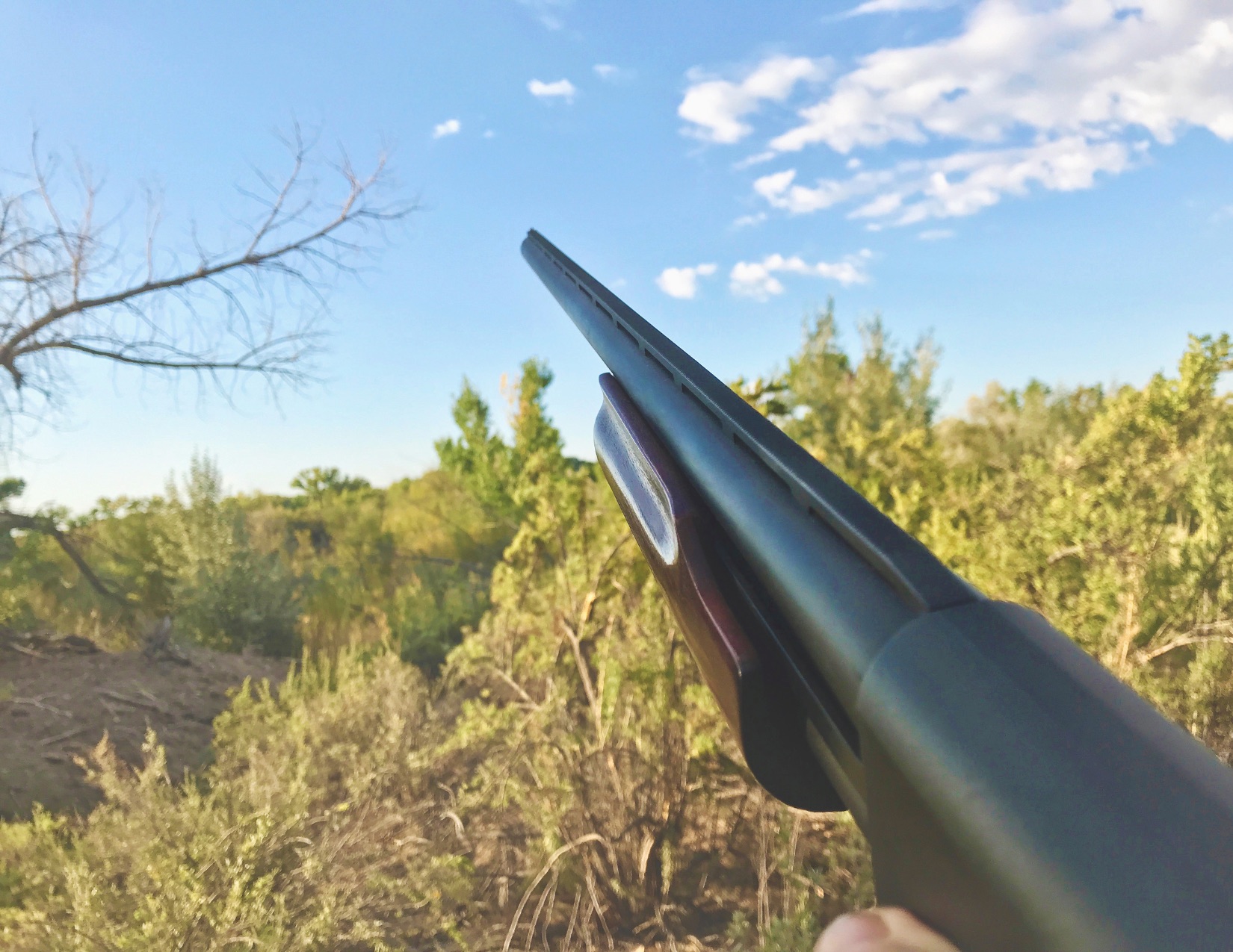 Texas Dove Hunts