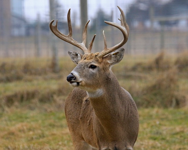 deer, buck, whitetail deer, texas whitetail deer hunting, healthy deer herd, fair chase hunt