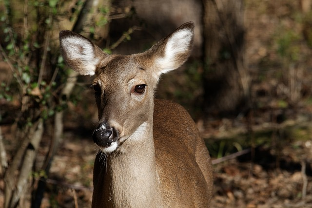 whitetail doe, deer, doe, trophy whitetail, deer tags, antler growth, supplemental food plots