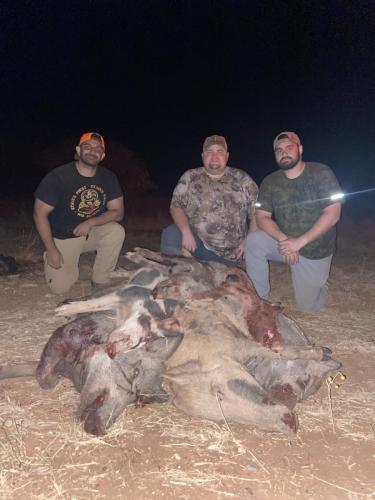 Best Texas Hog Hunting