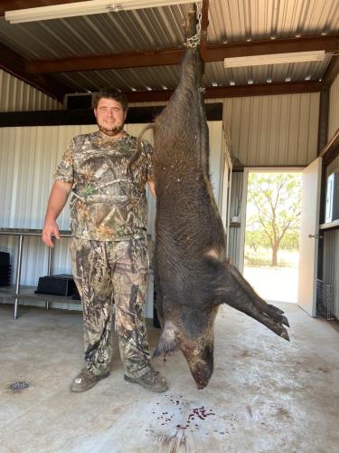 Top Rated west texas hog hunting